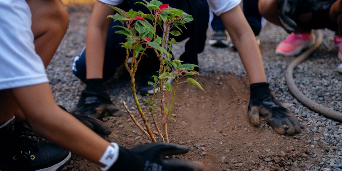 Jornada de forestación