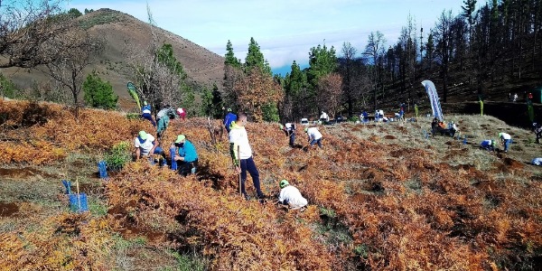 Reforestación Gran Canaria
